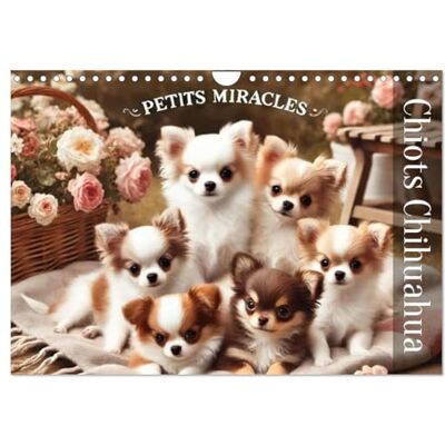 Calvendo Chiots Chihuahua – Petits miracles (Calendrier mural 2026 DIN A4 horizontal), calendrier mensuel Calvendo Chiots Chihuahua – Petits miracles (Calendrier mural 2026 DIN A4 horizontal), calendrier mensuel