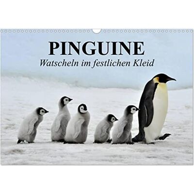 CALVENDO Pinguini, ovatta con vestito festivo (calendario da parete 2027 DIN A3 orizzontale), calendario mensile: pinguini reali nel loro habitat naturale CALVENDO Pinguini, ovatta con vestito festivo (calendario da parete 2027 DIN A3 orizzontale), calendario mensile: pinguini reali nel loro habitat naturale
