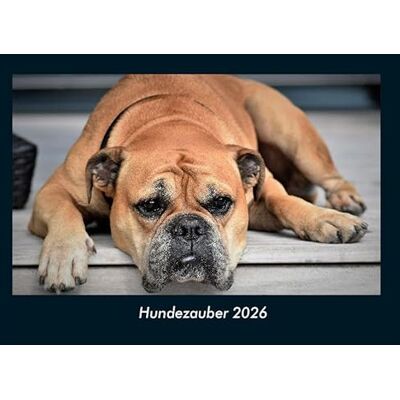 Becker Hundezauber 2026 Fotokalender DIN A4: Monatskalender mit Bild-Motiven von Haustieren, Bauernhof, wilden Tieren und Raubtieren Becker Hundezauber 2026 Fotokalender DIN A4: Monatskalender mit Bild-Motiven von Haustieren, Bauernhof, wilden Tieren und Raubtieren