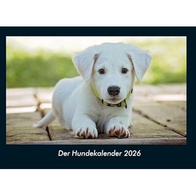 Becker Der Hundekalender 2026 Fotokalender DIN A4: Monatskalender mit Bild-Motiven von Haustieren, Bauernhof, wilden Tieren und Raubtieren Becker Der Hundekalender 2026 Fotokalender DIN A4: Monatskalender mit Bild-Motiven von Haustieren, Bauernhof, wilden Tieren und Raubtieren