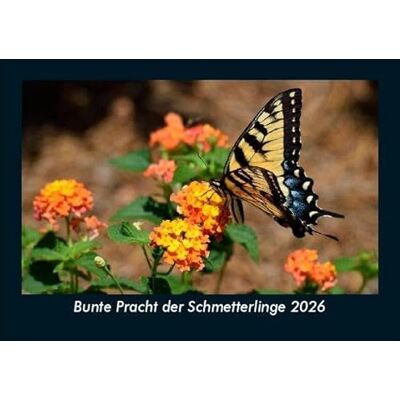 Becker Bunte Pracht der Schmetterlinge 2026 Fotokalender DIN A5: Monatskalender mit Bild-Motiven von Haustieren, Bauernhof, wilden Tieren und Raubtieren Becker Bunte Pracht der Schmetterlinge 2026 Fotokalender DIN A5: Monatskalender mit Bild-Motiven von Haustieren, Bauernhof, wilden Tieren und Raubtieren