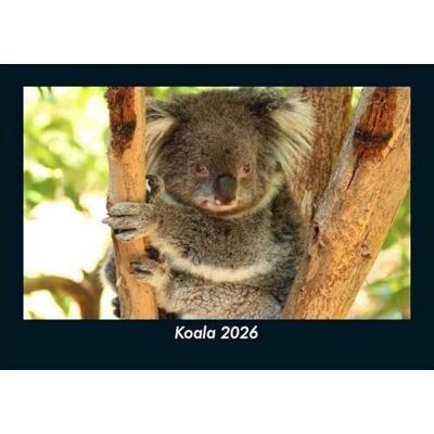 Becker Koala 2026 Fotokalender DIN A5: Monatskalender mit Bild-Motiven von Haustieren, Bauernhof, wilden Tieren und Raubtieren Becker Koala 2026 Fotokalender DIN A5: Monatskalender mit Bild-Motiven von Haustieren, Bauernhof, wilden Tieren und Raubtieren