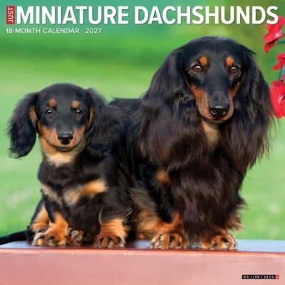 Willow Creek Press Miniature Dachshunds 2027 Wall Willow Creek Press Miniature Dachshunds 2027 Wall