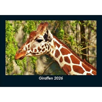 Becker Giraffen 2026 Fotokalender DIN A5: Monatskalender mit Bild-Motiven von Haustieren, Bauernhof, wilden Tieren und Raubtieren Becker Giraffen 2026 Fotokalender DIN A5: Monatskalender mit Bild-Motiven von Haustieren, Bauernhof, wilden Tieren und Raubtieren