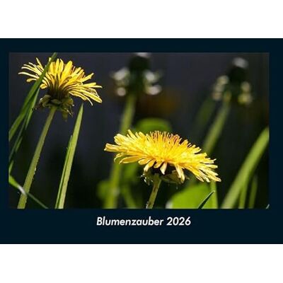 Becker Blumenzauber 2026 Fotokalender DIN A4: Monatskalender mit Bild-Motiven aus Fauna und Flora, Natur, Blumen und Pflanzen Becker Blumenzauber 2026 Fotokalender DIN A4: Monatskalender mit Bild-Motiven aus Fauna und Flora, Natur, Blumen und Pflanzen
