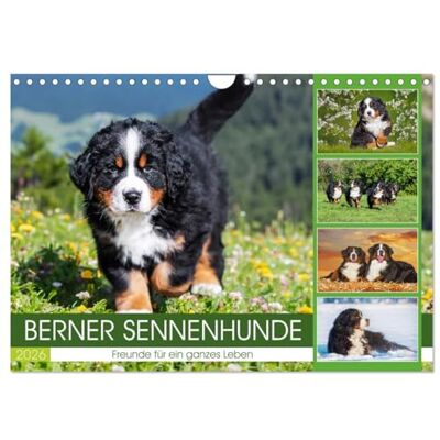 CALVENDO Berner Sennenhunde Freunde für ein ganzes Leben (Wandkalender 2026 DIN A4 quer), Monatskalender: Er ist traumhaft schön, wenn nicht sogar ... 13 wundervolle Bilder dieser Traumhunde. CALVENDO Berner Sennenhunde Freunde für ein ganzes Leben (Wandkalender 2026 DIN A4 quer), Monatskalender: Er ist traumhaft schön, wenn nicht sogar ... 13 wundervolle Bilder dieser Traumhunde.