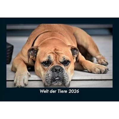 Becker Welt der Tiere 2026 Fotokalender DIN A5: Monatskalender mit Bild-Motiven von Haustieren, Bauernhof, wilden Tieren und Raubtieren Becker Welt der Tiere 2026 Fotokalender DIN A5: Monatskalender mit Bild-Motiven von Haustieren, Bauernhof, wilden Tieren und Raubtieren