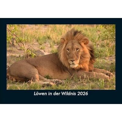 Becker Löwen in der Wildnis 2026 Fotokalender DIN A5: Monatskalender mit Bild-Motiven von Haustieren, Bauernhof, wilden Tieren und Raubtieren Becker Löwen in der Wildnis 2026 Fotokalender DIN A5: Monatskalender mit Bild-Motiven von Haustieren, Bauernhof, wilden Tieren und Raubtieren