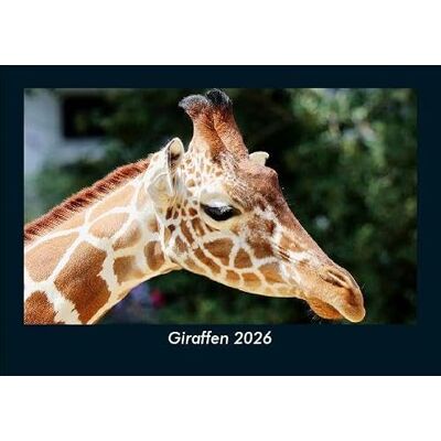 Becker Giraffen 2026 Fotokalender DIN A5: Monatskalender mit Bild-Motiven von Haustieren, Bauernhof, wilden Tieren und Raubtieren Becker Giraffen 2026 Fotokalender DIN A5: Monatskalender mit Bild-Motiven von Haustieren, Bauernhof, wilden Tieren und Raubtieren