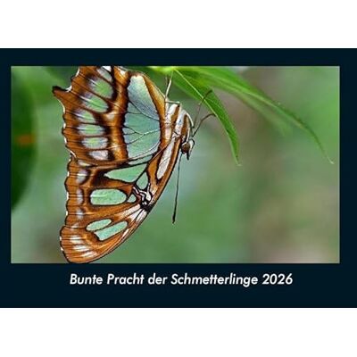 Becker Bunte Pracht der Schmetterlinge 2026 Fotokalender DIN A4: Monatskalender mit Bild-Motiven von Haustieren, Bauernhof, wilden Tieren und Raubtieren Becker Bunte Pracht der Schmetterlinge 2026 Fotokalender DIN A4: Monatskalender mit Bild-Motiven von Haustieren, Bauernhof, wilden Tieren und Raubtieren