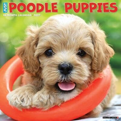 Willow Creek Press Poodle Puppies 2027 Wall Willow Creek Press Poodle Puppies 2027 Wall