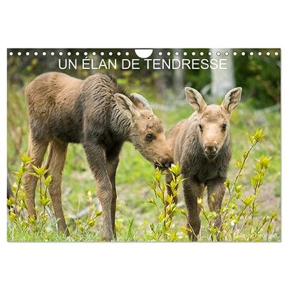 Calvendo Un élan de tendresse (Calendrier mural 2026 DIN A4 horizontal), calendrier mensuel Calvendo Un élan de tendresse (Calendrier mural 2026 DIN A4 horizontal), calendrier mensuel