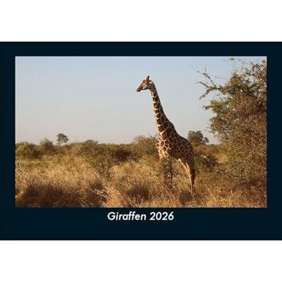 Becker Giraffen 2026 Fotokalender DIN A5: Monatskalender mit Bild-Motiven von Haustieren, Bauernhof, wilden Tieren und Raubtieren Becker Giraffen 2026 Fotokalender DIN A5: Monatskalender mit Bild-Motiven von Haustieren, Bauernhof, wilden Tieren und Raubtieren