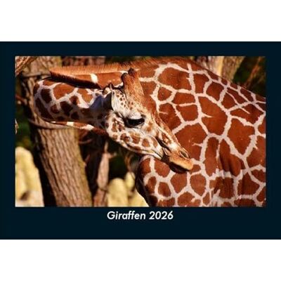 Becker Giraffen 2026 Fotokalender DIN A5: Monatskalender mit Bild-Motiven von Haustieren, Bauernhof, wilden Tieren und Raubtieren Becker Giraffen 2026 Fotokalender DIN A5: Monatskalender mit Bild-Motiven von Haustieren, Bauernhof, wilden Tieren und Raubtieren