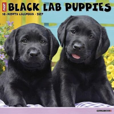 WILLOW Creek Press, Just Black Lab Calendario da parete 2027, motivo: cuccioli WILLOW Creek Press, Just Black Lab Calendario da parete 2027, motivo: cuccioli