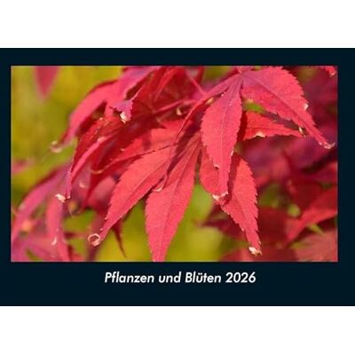 Becker Pflanzen und Blüten 2026 Fotokalender DIN A4: Monatskalender mit Bild-Motiven aus Fauna und Flora, Natur, Blumen und Pflanzen Becker Pflanzen und Blüten 2026 Fotokalender DIN A4: Monatskalender mit Bild-Motiven aus Fauna und Flora, Natur, Blumen und Pflanzen