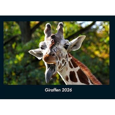 Becker Giraffen 2026 Fotokalender DIN A4: Monatskalender mit Bild-Motiven von Haustieren, Bauernhof, wilden Tieren und Raubtieren Becker Giraffen 2026 Fotokalender DIN A4: Monatskalender mit Bild-Motiven von Haustieren, Bauernhof, wilden Tieren und Raubtieren