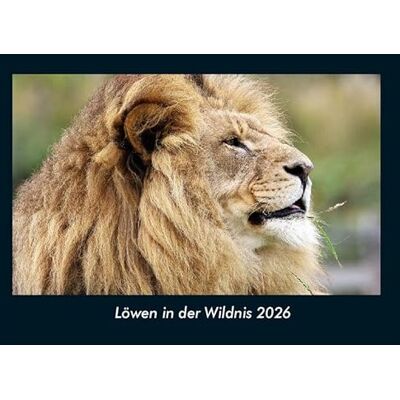 Becker Löwen in der Wildnis 2026 Fotokalender DIN A4: Monatskalender mit Bild-Motiven von Haustieren, Bauernhof, wilden Tieren und Raubtieren Becker Löwen in der Wildnis 2026 Fotokalender DIN A4: Monatskalender mit Bild-Motiven von Haustieren, Bauernhof, wilden Tieren und Raubtieren
