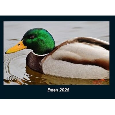 Becker Enten 2026 Fotokalender DIN A4: Monatskalender mit Bild-Motiven von Haustieren, Bauernhof, wilden Tieren und Raubtieren Becker Enten 2026 Fotokalender DIN A4: Monatskalender mit Bild-Motiven von Haustieren, Bauernhof, wilden Tieren und Raubtieren