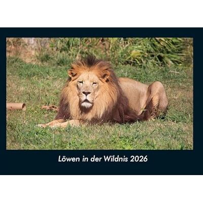 Becker Löwen in der Wildnis 2026 Fotokalender DIN A4: Monatskalender mit Bild-Motiven von Haustieren, Bauernhof, wilden Tieren und Raubtieren Becker Löwen in der Wildnis 2026 Fotokalender DIN A4: Monatskalender mit Bild-Motiven von Haustieren, Bauernhof, wilden Tieren und Raubtieren
