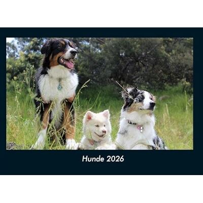 Becker Hunde 2026 Fotokalender DIN A4: Monatskalender mit Bild-Motiven von Haustieren, Bauernhof, wilden Tieren und Raubtieren Becker Hunde 2026 Fotokalender DIN A4: Monatskalender mit Bild-Motiven von Haustieren, Bauernhof, wilden Tieren und Raubtieren