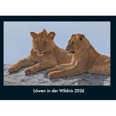 Becker Löwen in der Wildnis 2026 Fotokalender DIN A4: Monatskalender mit Bild-Motiven von Haustieren, Bauernhof, wilden Tieren und Raubtieren Becker Löwen in der Wildnis 2026 Fotokalender DIN A4: Monatskalender mit Bild-Motiven von Haustieren, Bauernhof, wilden Tieren und Raubtieren