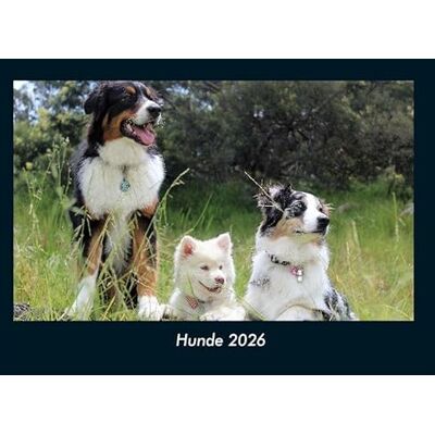 Becker Hunde 2026 Fotokalender DIN A4: Monatskalender mit Bild-Motiven von Haustieren, Bauernhof, wilden Tieren und Raubtieren Becker Hunde 2026 Fotokalender DIN A4: Monatskalender mit Bild-Motiven von Haustieren, Bauernhof, wilden Tieren und Raubtieren