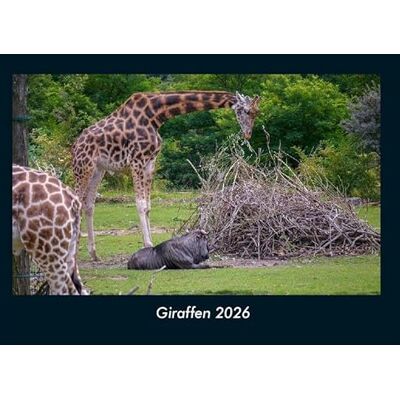 Becker Giraffen 2026 Fotokalender DIN A4: Monatskalender mit Bild-Motiven von Haustieren, Bauernhof, wilden Tieren und Raubtieren Becker Giraffen 2026 Fotokalender DIN A4: Monatskalender mit Bild-Motiven von Haustieren, Bauernhof, wilden Tieren und Raubtieren