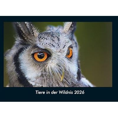 Becker Tiere in der Wildnis 2026 Fotokalender DIN A4: Monatskalender mit Bild-Motiven von Haustieren, Bauernhof, wilden Tieren und Raubtieren Becker Tiere in der Wildnis 2026 Fotokalender DIN A4: Monatskalender mit Bild-Motiven von Haustieren, Bauernhof, wilden Tieren und Raubtieren