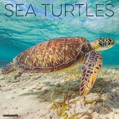 Willow Creek Press Sea Turtles 2027 Wall Willow Creek Press Sea Turtles 2027 Wall