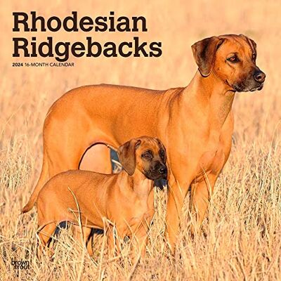 BrownTrout Publishers Inc Rhodesian Ridgebacks Calendario da parete quadrato mensile 2024, 30,5 x 61 cm, Animali e razze di cani BrownTrout Publishers Inc Rhodesian Ridgebacks Calendario da parete quadrato mensile 2024, 30,5 x 61 cm, Animali e razze di cani