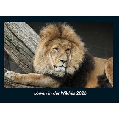 Becker Löwen in der Wildnis 2026 Fotokalender DIN A4: Monatskalender mit Bild-Motiven von Haustieren, Bauernhof, wilden Tieren und Raubtieren Becker Löwen in der Wildnis 2026 Fotokalender DIN A4: Monatskalender mit Bild-Motiven von Haustieren, Bauernhof, wilden Tieren und Raubtieren