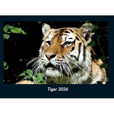 Becker Tiger 2026 Fotokalender DIN A4: Monatskalender mit Bild-Motiven von Haustieren, Bauernhof, wilden Tieren und Raubtieren Becker Tiger 2026 Fotokalender DIN A4: Monatskalender mit Bild-Motiven von Haustieren, Bauernhof, wilden Tieren und Raubtieren