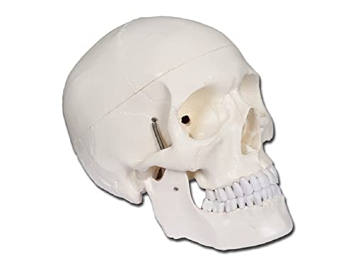 GIMA Modello Cranio Umano, 1x, Confezione 1 Pezzo