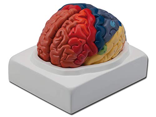 GIMA Altay   Modello Anatomico, Aree Cerebrali
