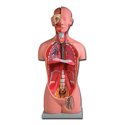 GIMA ALTAY Modello Torso Uni-Sex, Fornito con Guida su Cd-Rom, per Didattica GIMA ALTAY Modello Torso Uni-Sex, Fornito con Guida su Cd-Rom, per Didattica