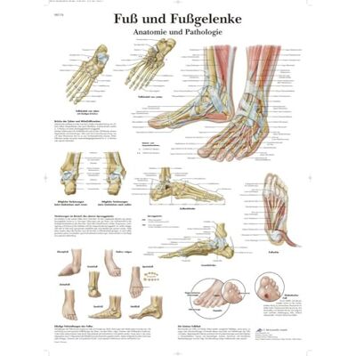 3B Scientific Tavola educativa del piede e della caviglia, anatomia e patologie per medicina, infermieristica e fisioterapia 3B Scientific Tavola educativa del piede e della caviglia, anatomia e patologie per medicina, infermieristica e fisioterapia