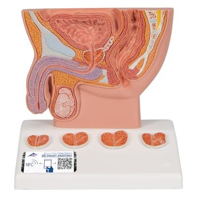 3B Scientific Modello di Prostata, ½ Grandezza Naturale 3B Smart Anatomy 3B Scientific Modello di Prostata, ½ Grandezza Naturale 3B Smart Anatomy