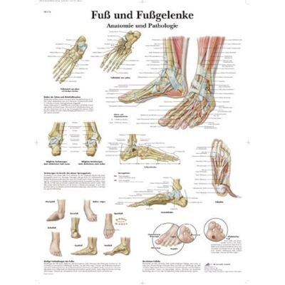 3B Scientific – Laminato Piede & Caviglia Poster – Anatomia & Patologia – Poster Protetto da UV e Polvere per Studio, Insegnamento e Cliniche 3B Scientific – Laminato Piede & Caviglia Poster – Anatomia & Patologia – Poster Protetto da UV e Polvere per Studio, Insegnamento e Cliniche