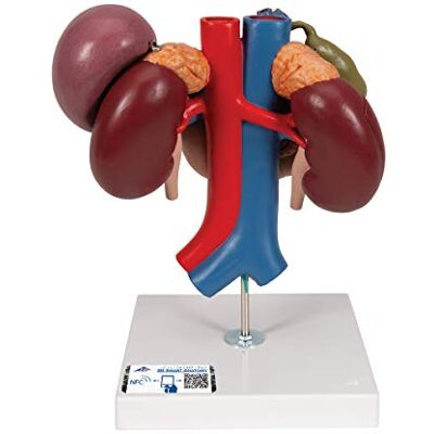 3B Scientific Reni con Organi della Parte Superiore del Ventre, in 3 Parti + app gratuita di anatomia 3B Smart Anatomy 3B Scientific Reni con Organi della Parte Superiore del Ventre, in 3 Parti + app gratuita di anatomia 3B Smart Anatomy