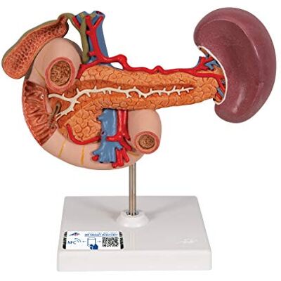 3B Scientific Organi Posteriori della Parte Superiore del Ventre + app gratuita di anatomia 3B Smart Anatomy 3B Scientific Organi Posteriori della Parte Superiore del Ventre + app gratuita di anatomia 3B Smart Anatomy