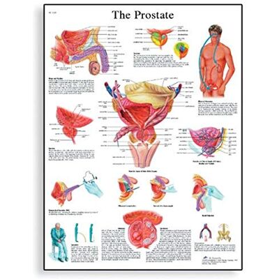 3B Scientific Anatomia umana Il grafico della ghiandola prostatica, versione cartacea 3B Scientific Anatomia umana Il grafico della ghiandola prostatica, versione cartacea