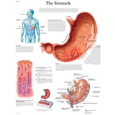 3B Scientific Anatomia Umana Il Grafico dello Stomaco, Versione Laminata 3B Scientific Anatomia Umana Il Grafico dello Stomaco, Versione Laminata