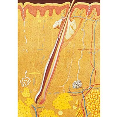 3B Scientific V2023M Anatomia Umana La Pelle 3B Scientific V2023M Anatomia Umana La Pelle