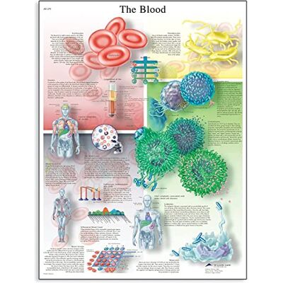 3B Scientific Anatomia umana Il grafico del sangue, versione cartacea 3B Scientific Anatomia umana Il grafico del sangue, versione cartacea