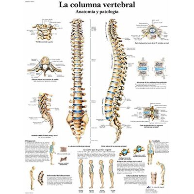 3B Scientific – Laminato Colonna Vertebrale Umana Poster – Anatomia & Patologia – Poster Protetto da UV e Polvere per Studio, Insegnamento e Cliniche 3B Scientific – Laminato Colonna Vertebrale Umana Poster – Anatomia & Patologia – Poster Protetto da UV e Polvere per Studio, Insegnamento e Cliniche