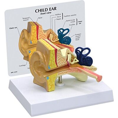 3B Scientific GPI Anatomicals 2300 Modello di Orecchio Infantile 3B Scientific GPI Anatomicals 2300 Modello di Orecchio Infantile