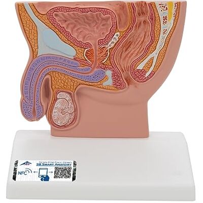 3B Scientific Sezione del Bacino Maschile, Meta Grandezza Naturale + app gratuita di anatomia 3B Smart Anatomy 3B Scientific Sezione del Bacino Maschile, Meta Grandezza Naturale + app gratuita di anatomia 3B Smart Anatomy
