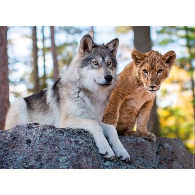 Nathan Puzzle da 500 pezzi Il lupo e il leone Adulti e bambini a partire dai 12 anni Puzzle di alta qualità Misura perfetta Collezione Wildlife Nathan Puzzle da 500 pezzi Il lupo e il leone Adulti e bambini a partire dai 12 anni Puzzle di alta qualità Misura perfetta Collezione Wildlife