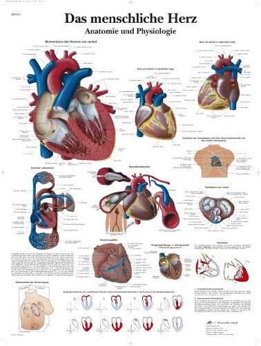 3B Scientific GmbH (EU) 3B Scientific 3B Scientific VR0334L Il cuore umano, anatomi